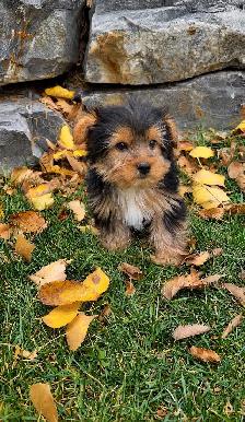 Adorable Morkie Puppies - Photo 2