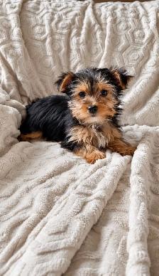 Adorable Morkie Puppies - Photo 3