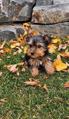 Adorable Morkie Puppies - Photo 4