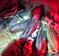 Berkshire mangalitsa mix piglets
