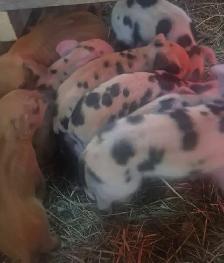 Berkshire mangalitsa mix piglets - Photo 2