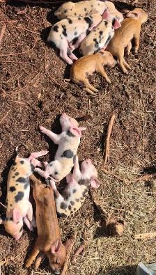 Berkshire mangalitsa mix piglets - Photo 3