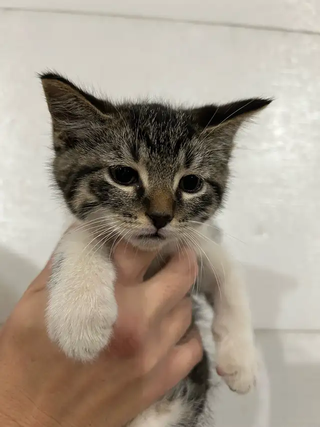 Five  Adorable kittens
