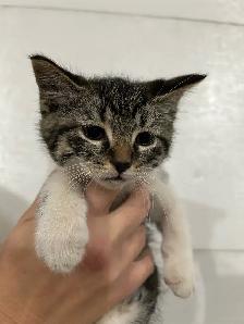 Five  Adorable kittens