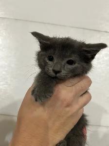 Five  Adorable kittens - Photo 4