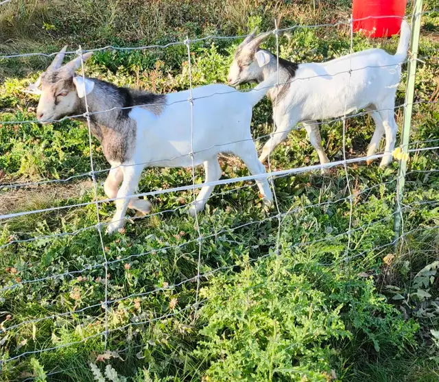 Alpine kiko billy goats for sale.