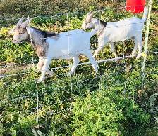 Alpine kiko billy goats for sale.