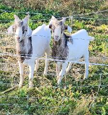 Alpine kiko billy goats for sale. - Photo 2