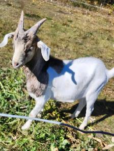 Alpine kiko billy goats for sale. - Photo 3