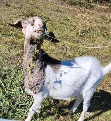 Alpine kiko billy goats for sale. - Photo 4