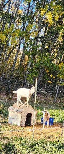 Alpine kiko billy goats for sale. - Photo 5