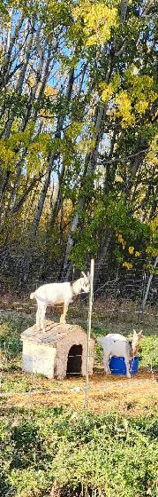 Alpine kiko billy goats for sale. - Photo 6