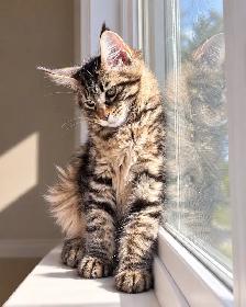 chaton Maine coon - Photo 2