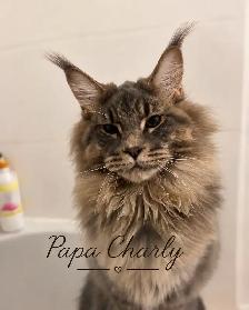 chaton Maine coon - Photo 4