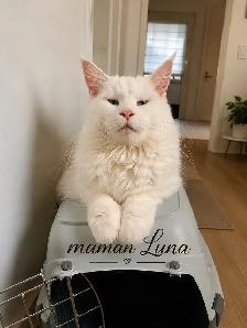 chaton Maine coon - Photo 5