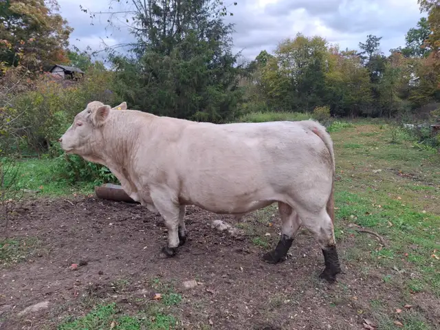 Purebred Charolais Bull