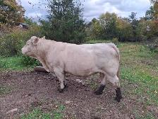 Purebred Charolais Bull