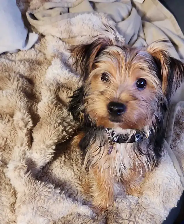 Yorkie Mix female Available for Adoption