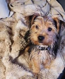 Yorkie Mix female Available for Adoption