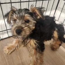 Yorkie Mix female Available for Adoption - Photo 2