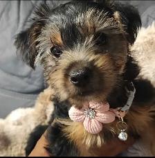 Yorkie Mix female Available for Adoption - Photo 3