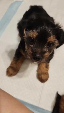 Yorkie Mix female Available for Adoption - Photo 4