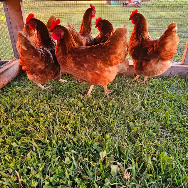 Laying hens for sale