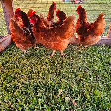 Laying hens for sale