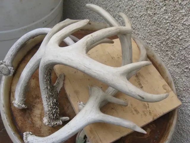 DEER ANTLER - ( SHEDS ) - -