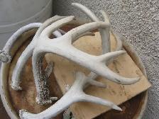 DEER ANTLER - ( SHEDS ) - -