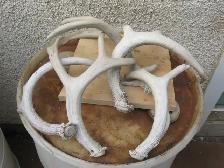 DEER ANTLER - ( SHEDS ) - - - Photo 2