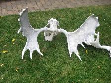 DOG CHEWS - - DOG CHEWS - Photo 2