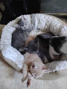 Affordable Kittens in Ste Anne, MB - Photo 2