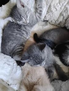 Affordable Kittens in Ste Anne, MB - Photo 3