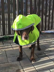 Urgent: Professional Seeking Dog-Friendly Room - Photo 2