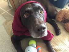 Urgent: Professional Seeking Dog-Friendly Room - Photo 3