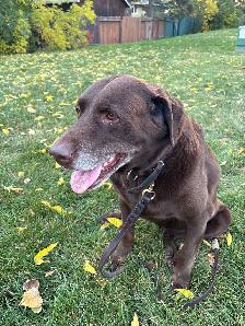 Urgent: Professional Seeking Dog-Friendly Room - Photo 4