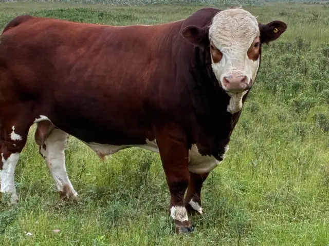 Simmental bull