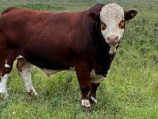 Simmental bull