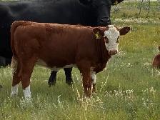 Simmental bull - Photo 2