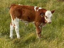 Simmental bull - Photo 3