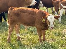 Simmental bull - Photo 4