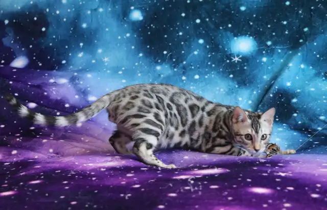 Stunning Bengal Kittens - Brown, Silver, Melanistic - TICA