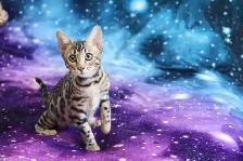 Stunning Bengal Kittens - Brown, Silver, Melanistic - TICA - Photo 10