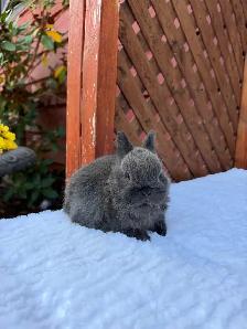 Tiny Netherland Dwarf baby bunny - Photo 2