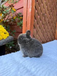 Tiny Netherland Dwarf baby bunny - Photo 5