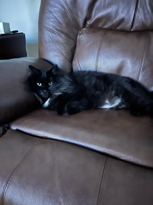 2yr Old beautiful friendly nice Cat