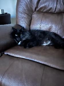 2yr Old beautiful friendly nice Cat