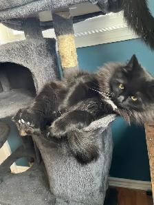 2yr Old beautiful friendly nice Cat - Photo 3
