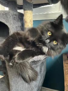 2yr Old beautiful friendly nice Cat - Photo 4
